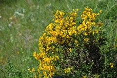 Genista ramosissima