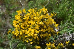 Genista ramosissima