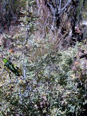 Asparagus capensis capensis