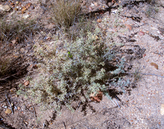 Asparagus capensis capensis