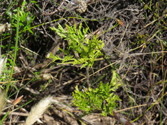 Glia prolifera