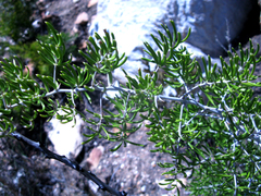 Asparagus crassicladus