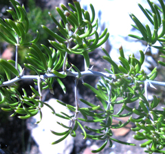 Asparagus crassicladus
