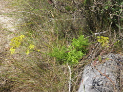 Glia prolifera