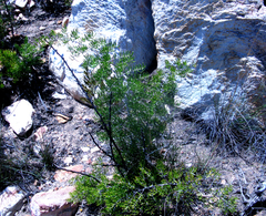 Asparagus crassicladus