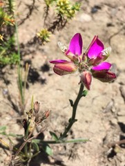 Polygala pubiflora