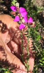 Polygala pubiflora