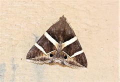 Grammodes oculicola