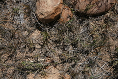 Urochloa serrata