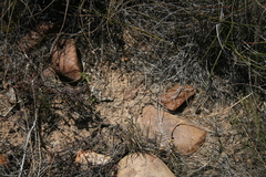 Urochloa serrata