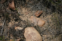 Urochloa serrata