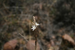 Ornithogalum juncifolium