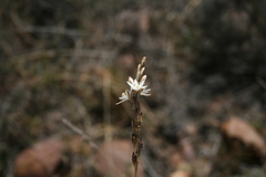 Ornithogalum juncifolium