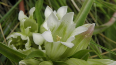 Gentiana straminea