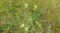 Gentiana straminea