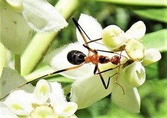 Leptomyrmex cnemidatus