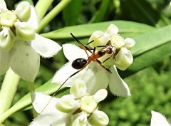 Leptomyrmex cnemidatus