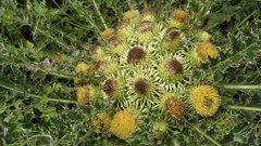 Xanthopappus subacaulis