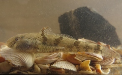Proterorhinus semilunaris