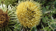 Xanthopappus subacaulis