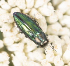 Melobasis purpurascens