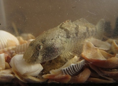 Proterorhinus semilunaris