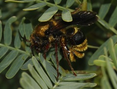 Wallacidia opulenta