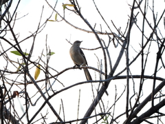 Mimus polyglottos