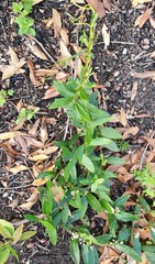 Leichhardtia suaveolens