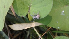 Stegodyphus mimosarum