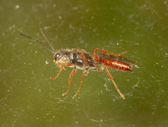 Tachynomyia abdominalis