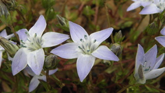 Swertiinae