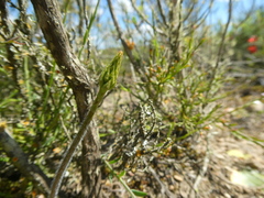 Holothrix burchellii