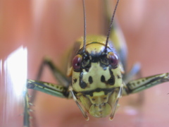 Eupholidoptera krueperi