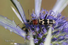 Chlorophorus trifasciatus