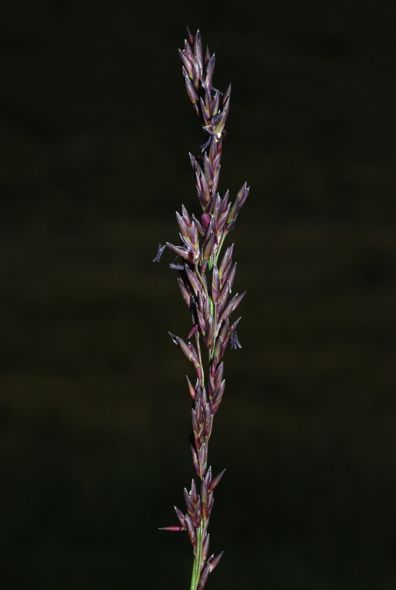 Molinia caerulea ssp. caerulea