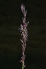 Purple Moor Grass - Photo (c) Giovanni Perico, some rights reserved (CC BY-NC), uploaded by Giovanni Perico