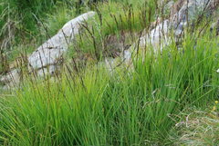 Molinia caerulea caerulea