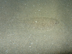 Arnoglossus