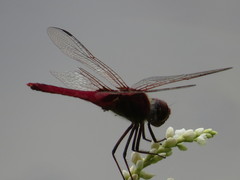 Urothemis aliena