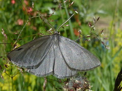 Crocota peletieraria
