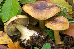 Cortinarius citrinus