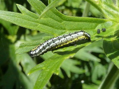 Euchalcia variabilis