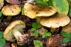 Cortinarius citrinus