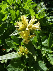 Gentiana burseri