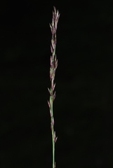 Molinia caerulea caerulea