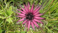 Saussurea stella