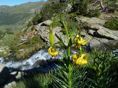 Lilium pyrenaicum