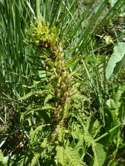 Pedicularis foliosa