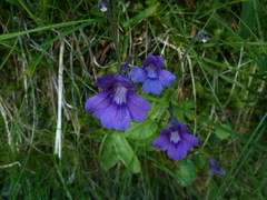 Pinguicula grandiflora